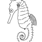 Seahorse